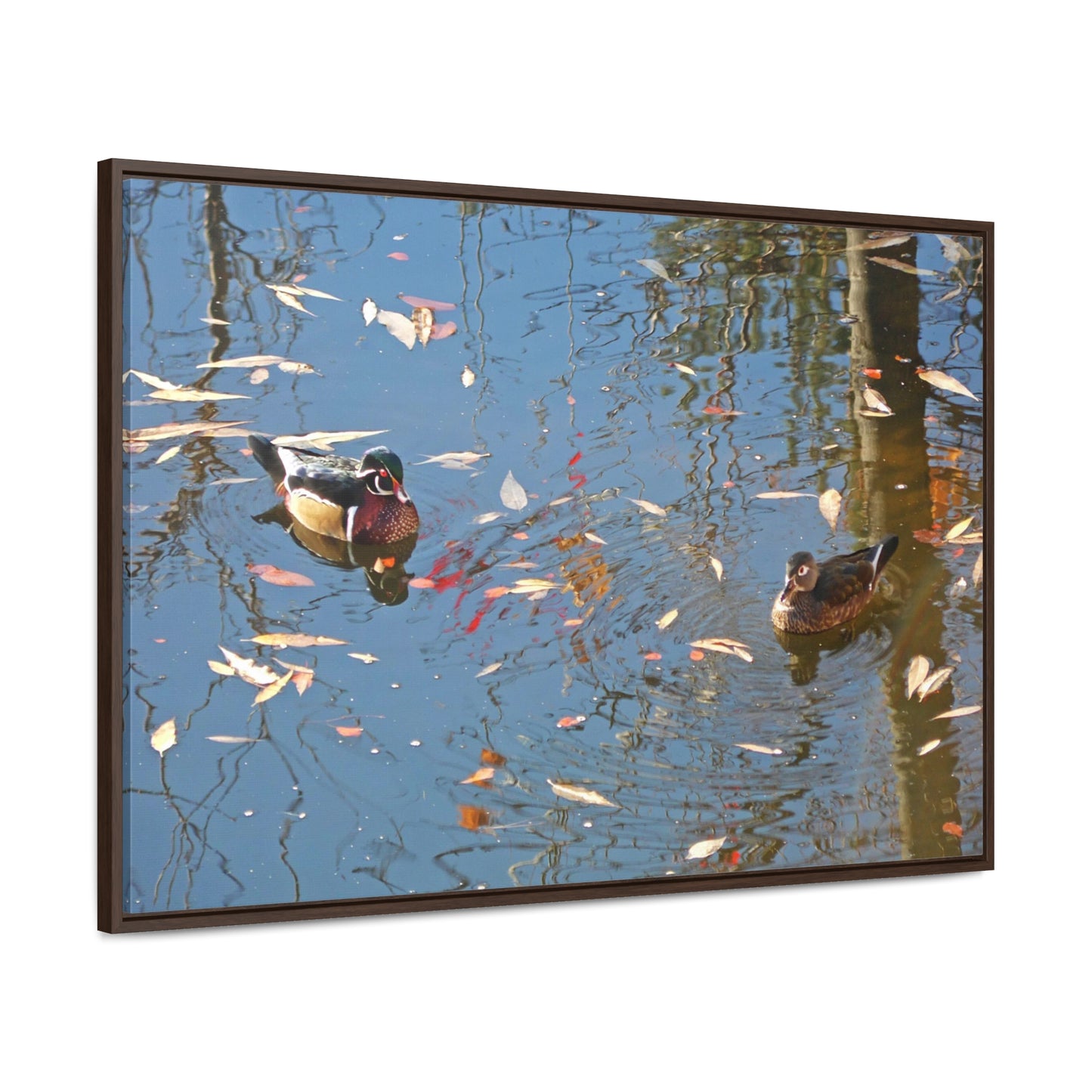 Autumn Wood Duck Couple Gallery Canvas Wraps Framed