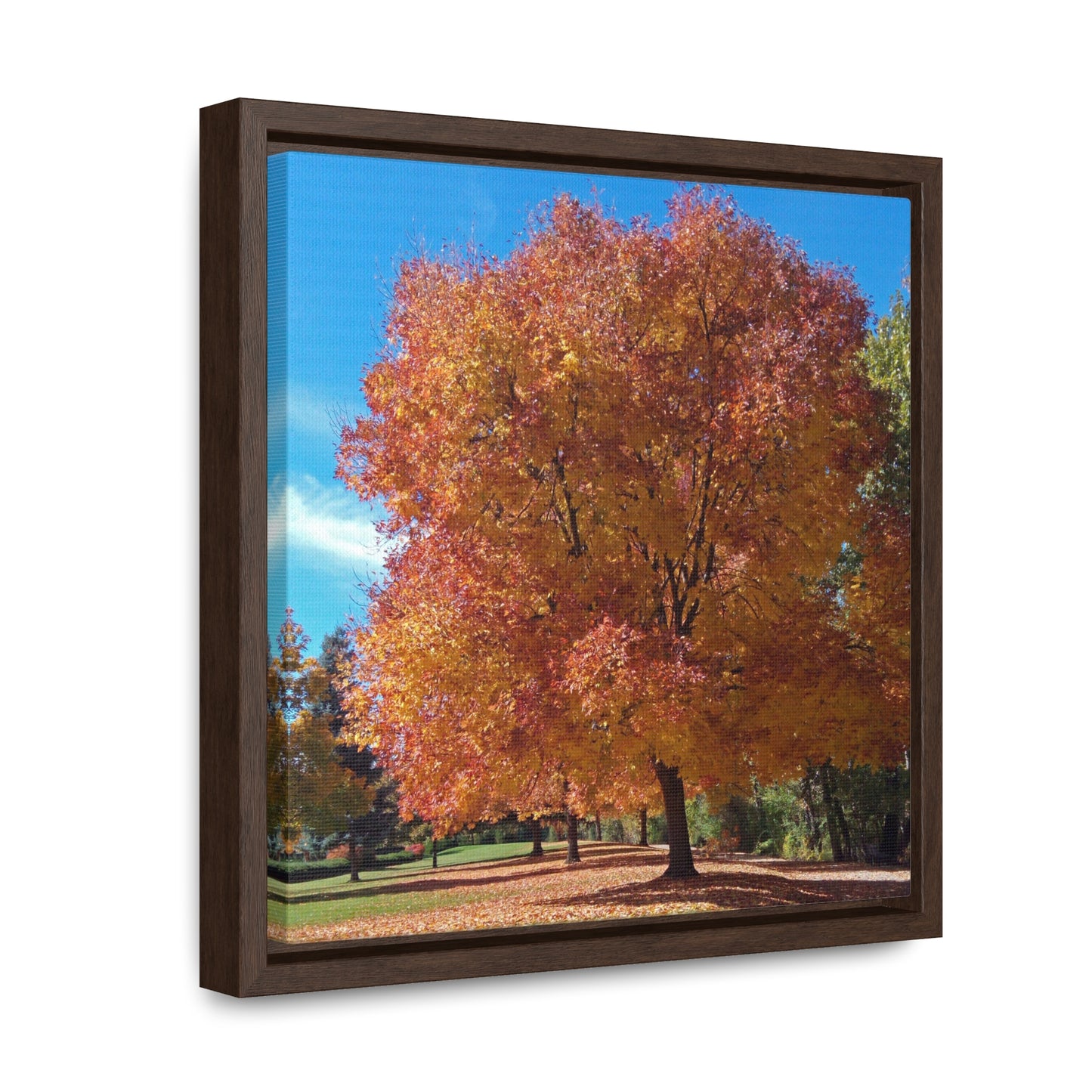 Autumn Tree Late Fall Gallery Canvas Wraps Square Framed