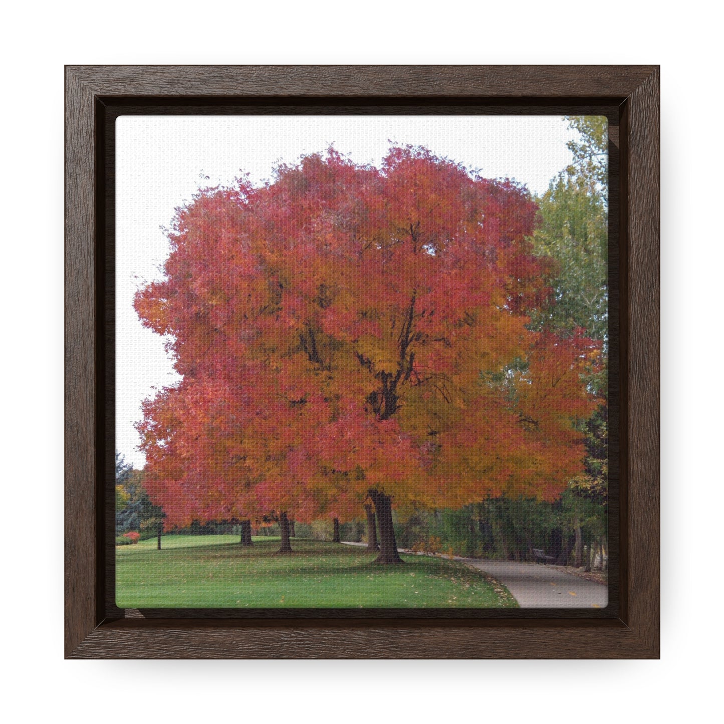 Autumn Tree Mid Fall Gallery Canvas Wrap Square Framed