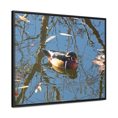 Reflections Wood Duck Gallery Canvas Wraps Framed