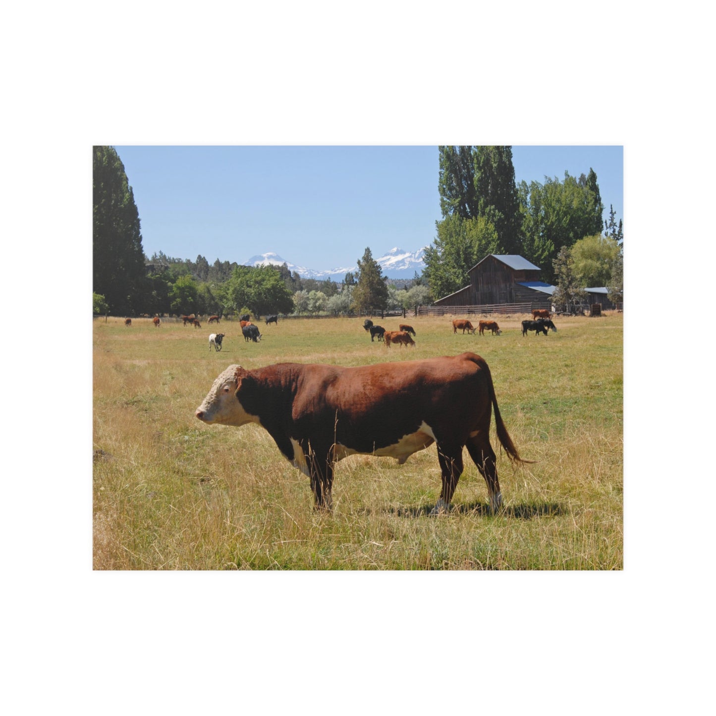 King Of The Pasture Satin Posters