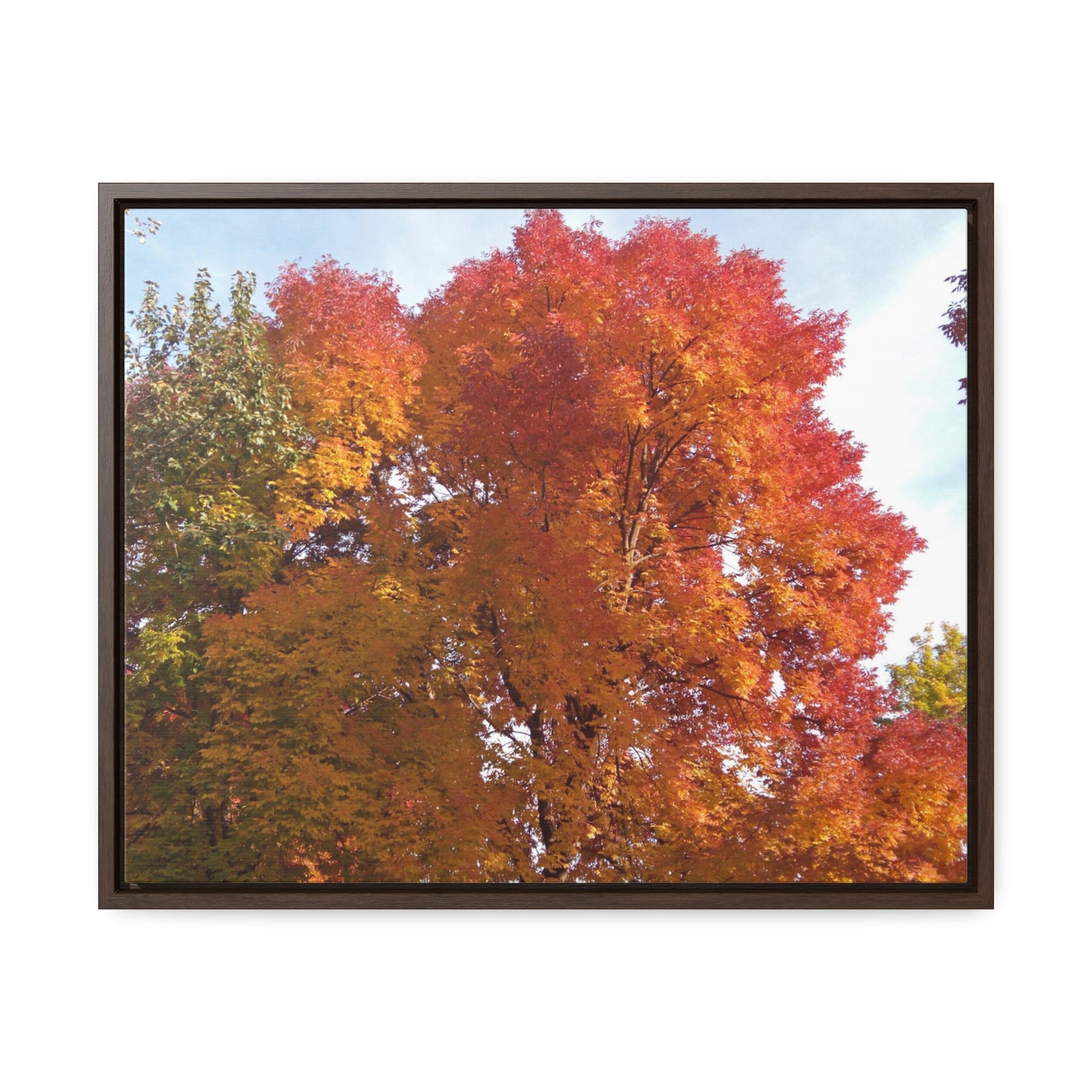 Autumn Radiance Gallery Canvas Wraps Framed