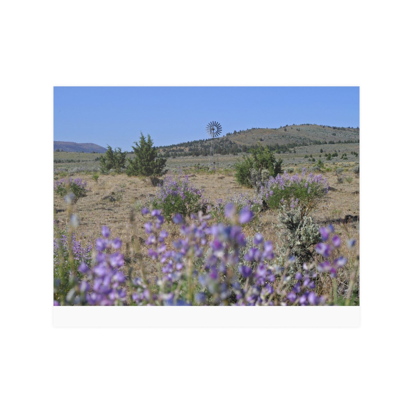 High Desert Lupine & Windmill Satin Posters