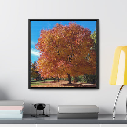 Autumn Tree Late Fall Gallery Canvas Wraps Square Framed