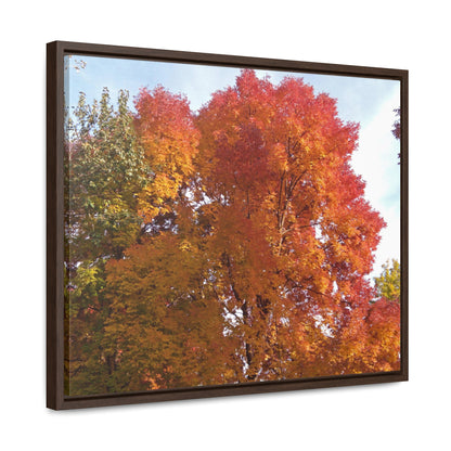 Autumn Radiance Gallery Canvas Wraps Framed