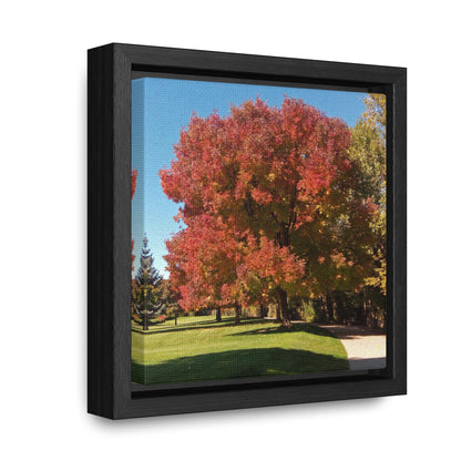 Autumn Tree Early Fall Gallery Canvas Wraps, Square Framed