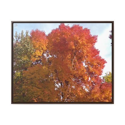 Autumn Radiance Gallery Canvas Wraps Framed