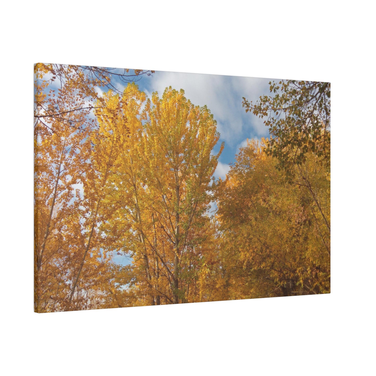 Autumn Gold Matte Canvas
