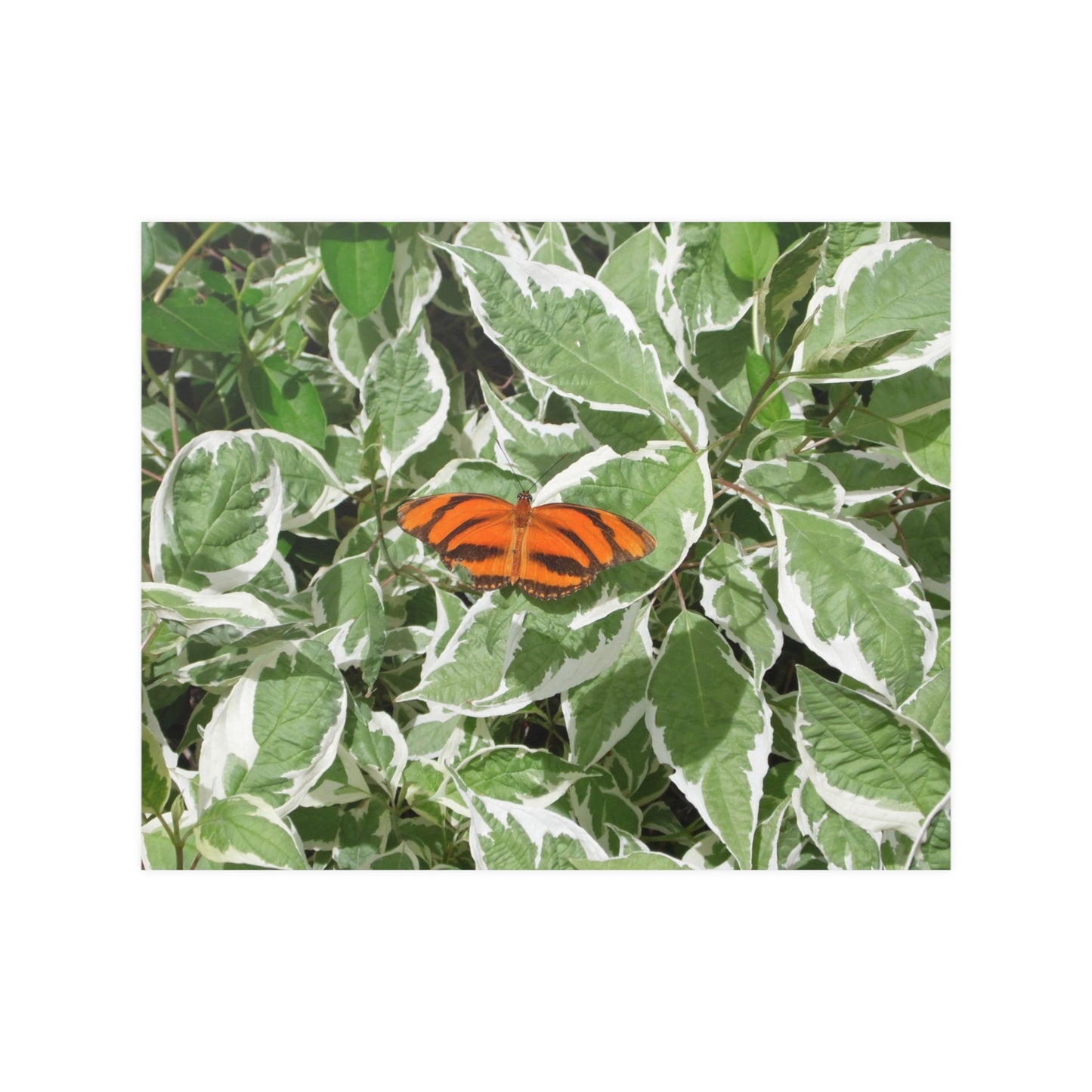 Leaves & Butterfly Satin Posters