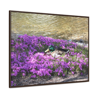Duck Resting In Flowers Gallery Canvas Wraps Framed