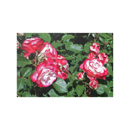 Romantic Roses Satin Posters