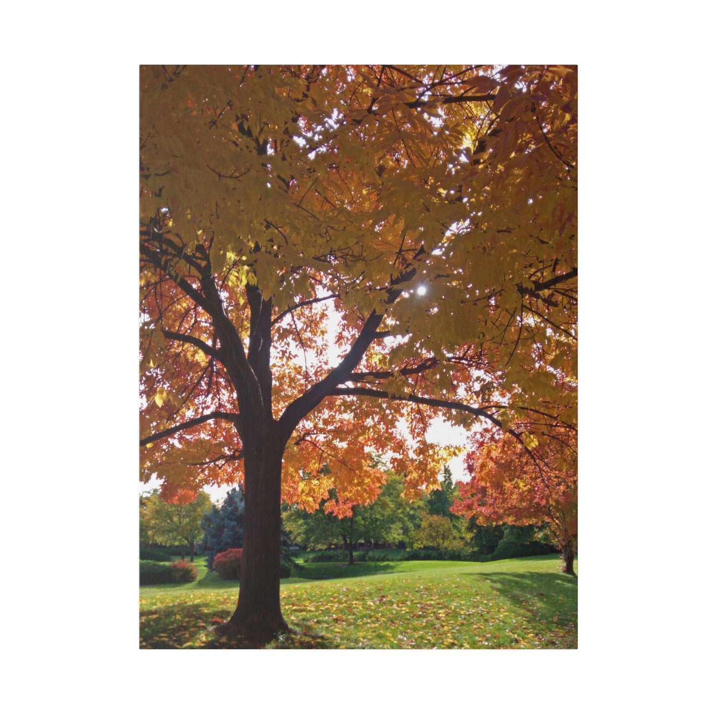 Autumn Canopy Matte Canvas