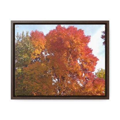 Autumn Radiance Gallery Canvas Wraps Framed