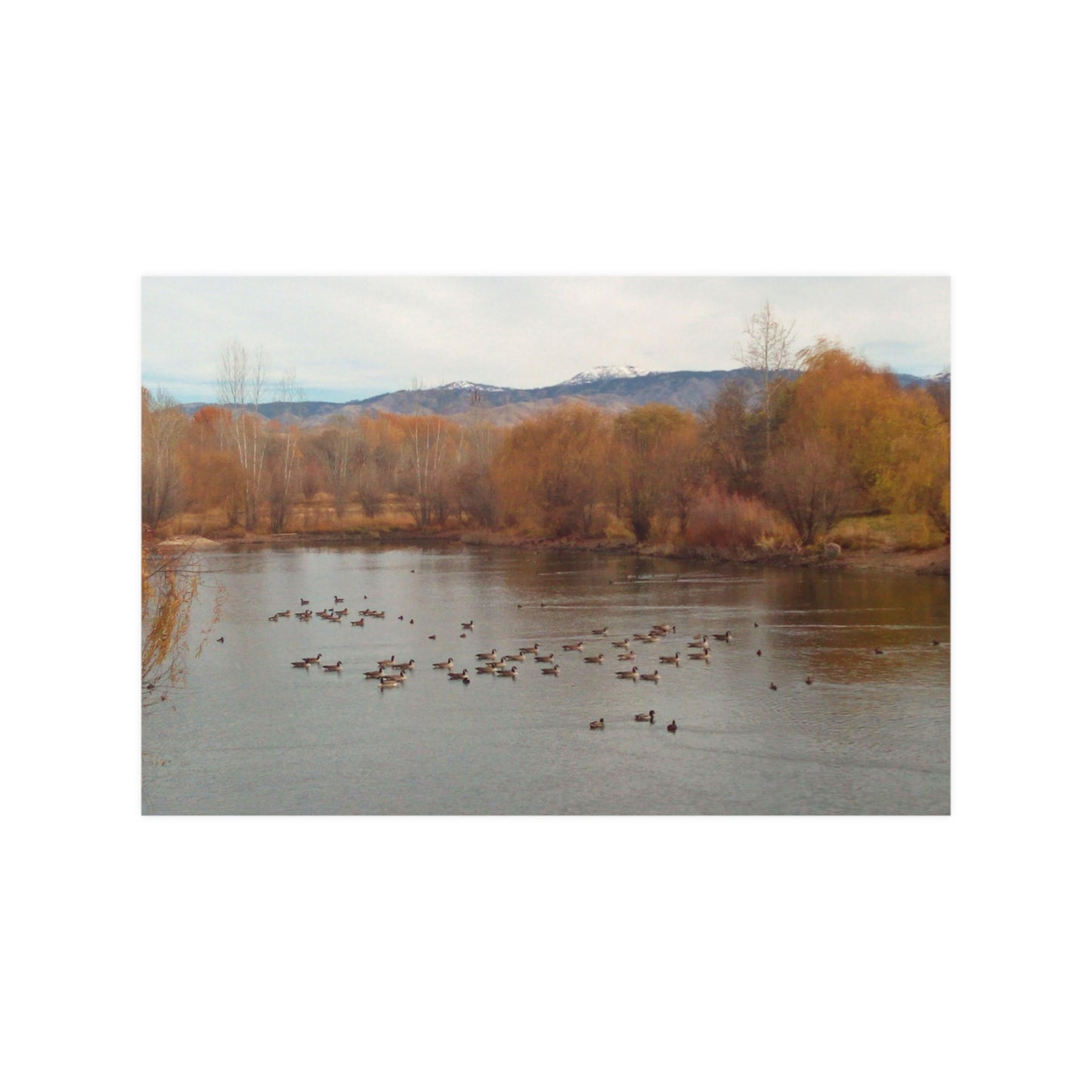 Autumn Pond with Geese Satin Posters