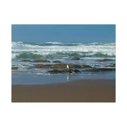 Surf and Seagull Matte Canvas