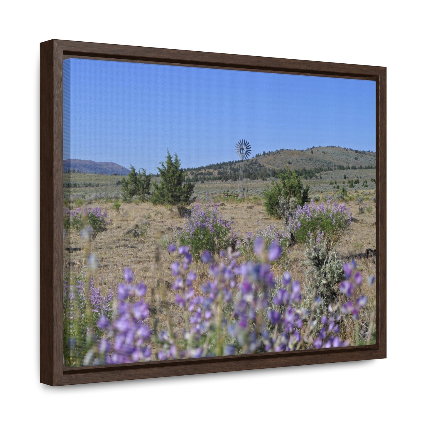 High Desert Lupine & Windmill Gallery Canvas Wraps Framed