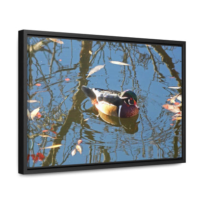 Reflections Wood Duck Gallery Canvas Wraps Framed