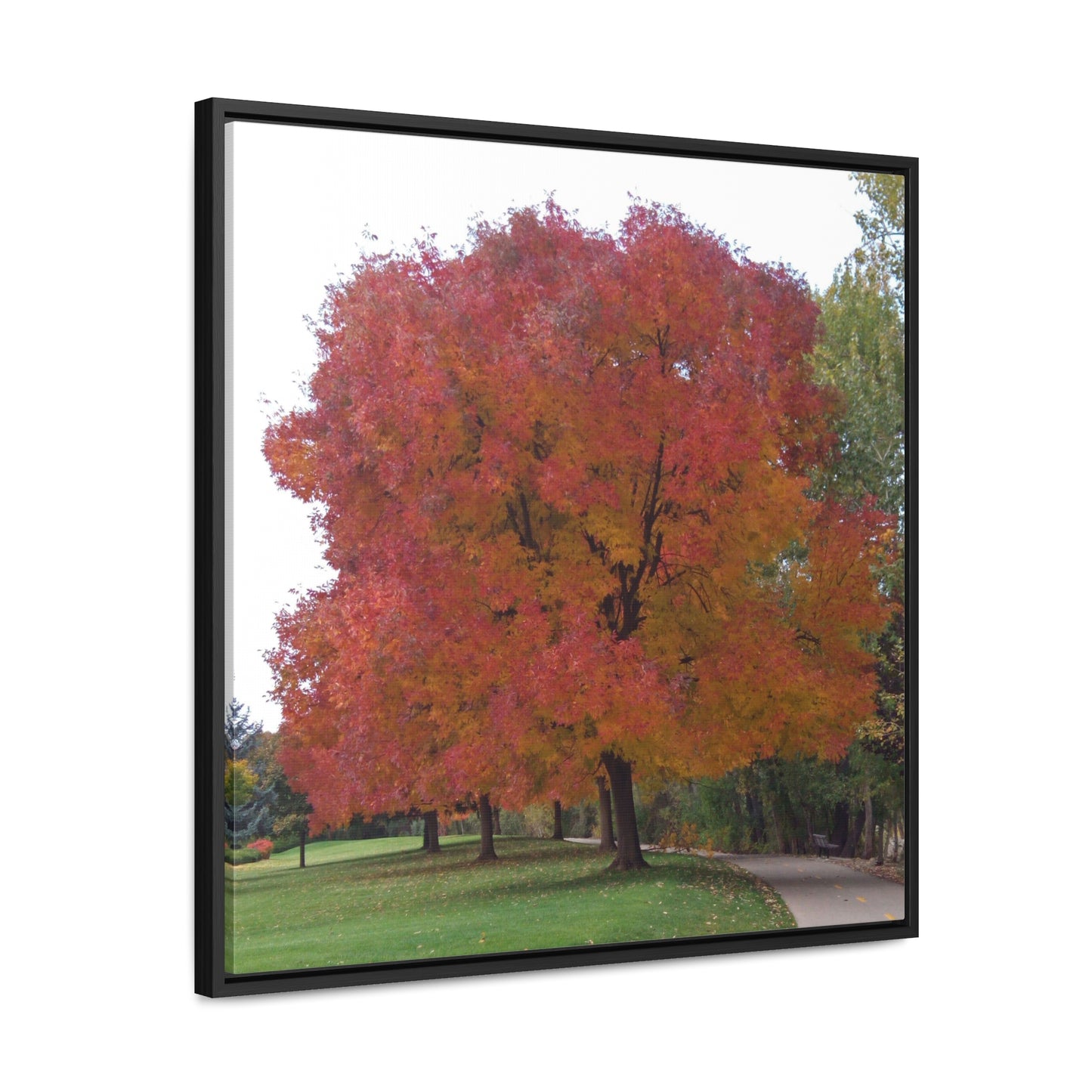 Autumn Tree Mid Fall Gallery Canvas Wrap Square Framed