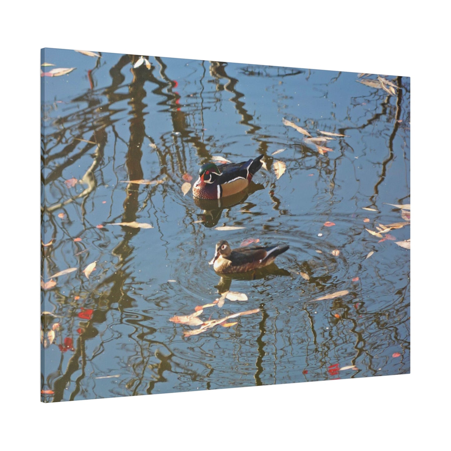 Wood Duck Couple Matte Canvas