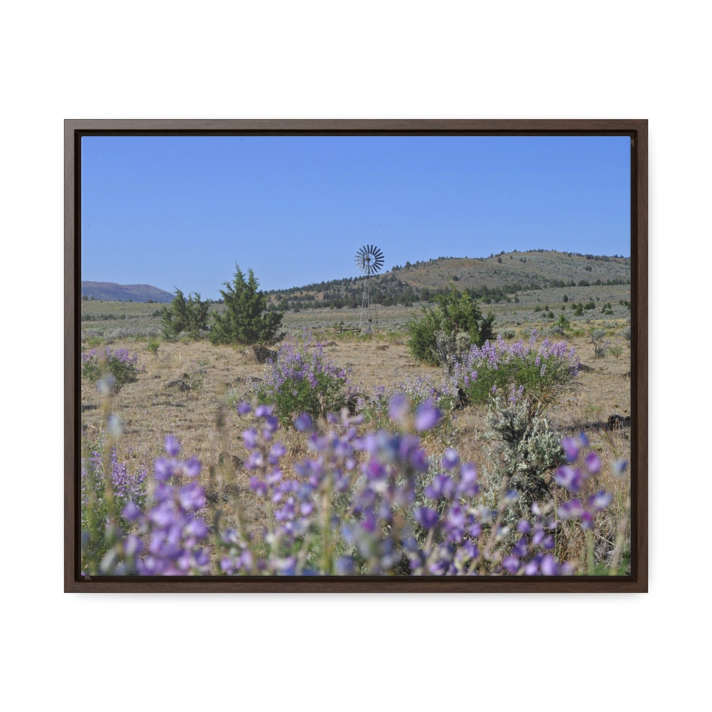 High Desert Lupine & Windmill Gallery Canvas Wraps Framed