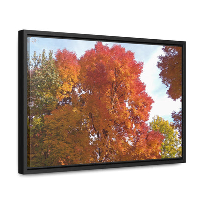 Autumn Radiance Gallery Canvas Wraps Framed