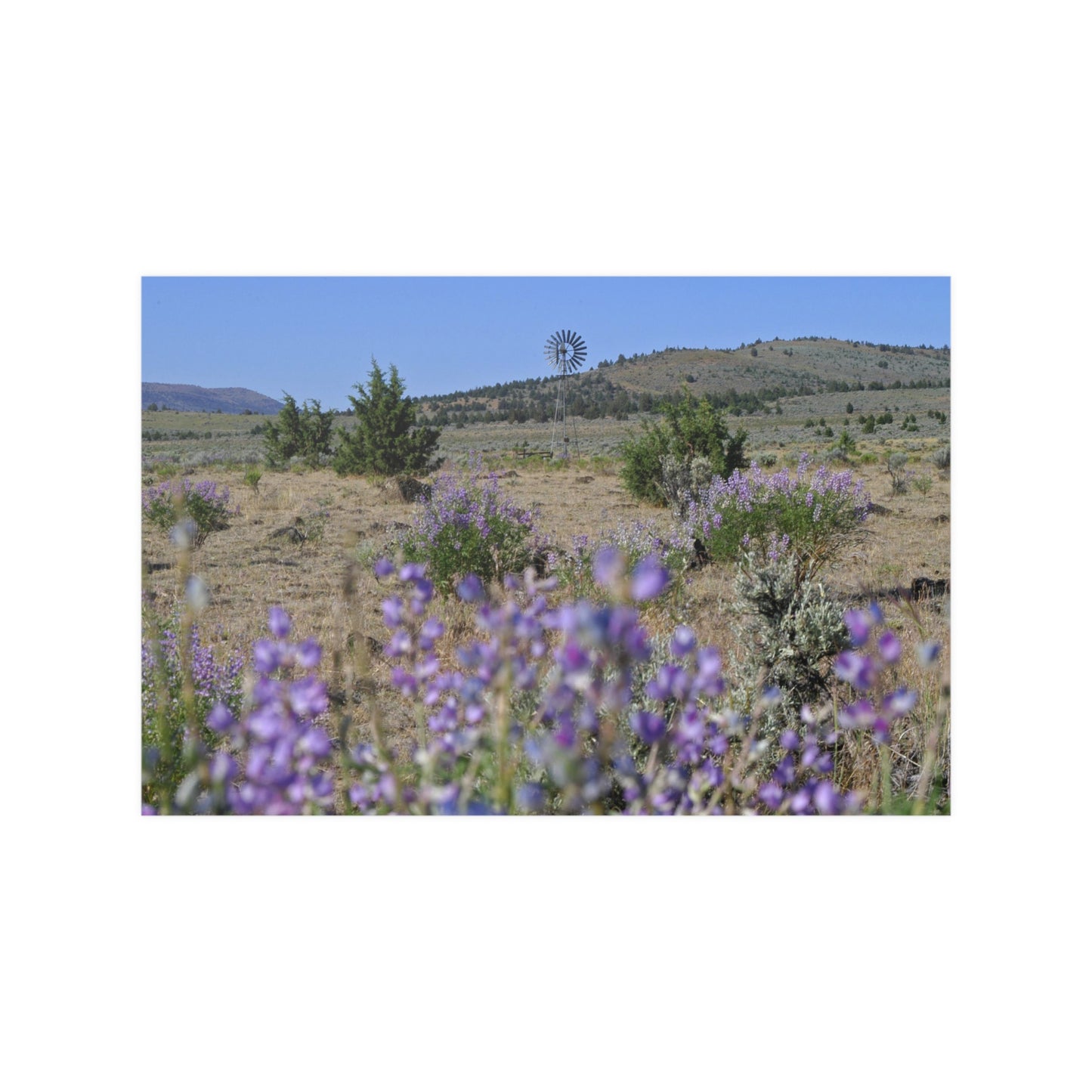 High Desert Lupine & Windmill Satin Posters