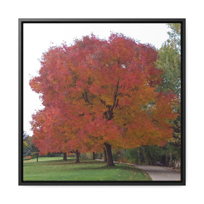 Autumn Tree Mid Fall Gallery Canvas Wrap Square Framed