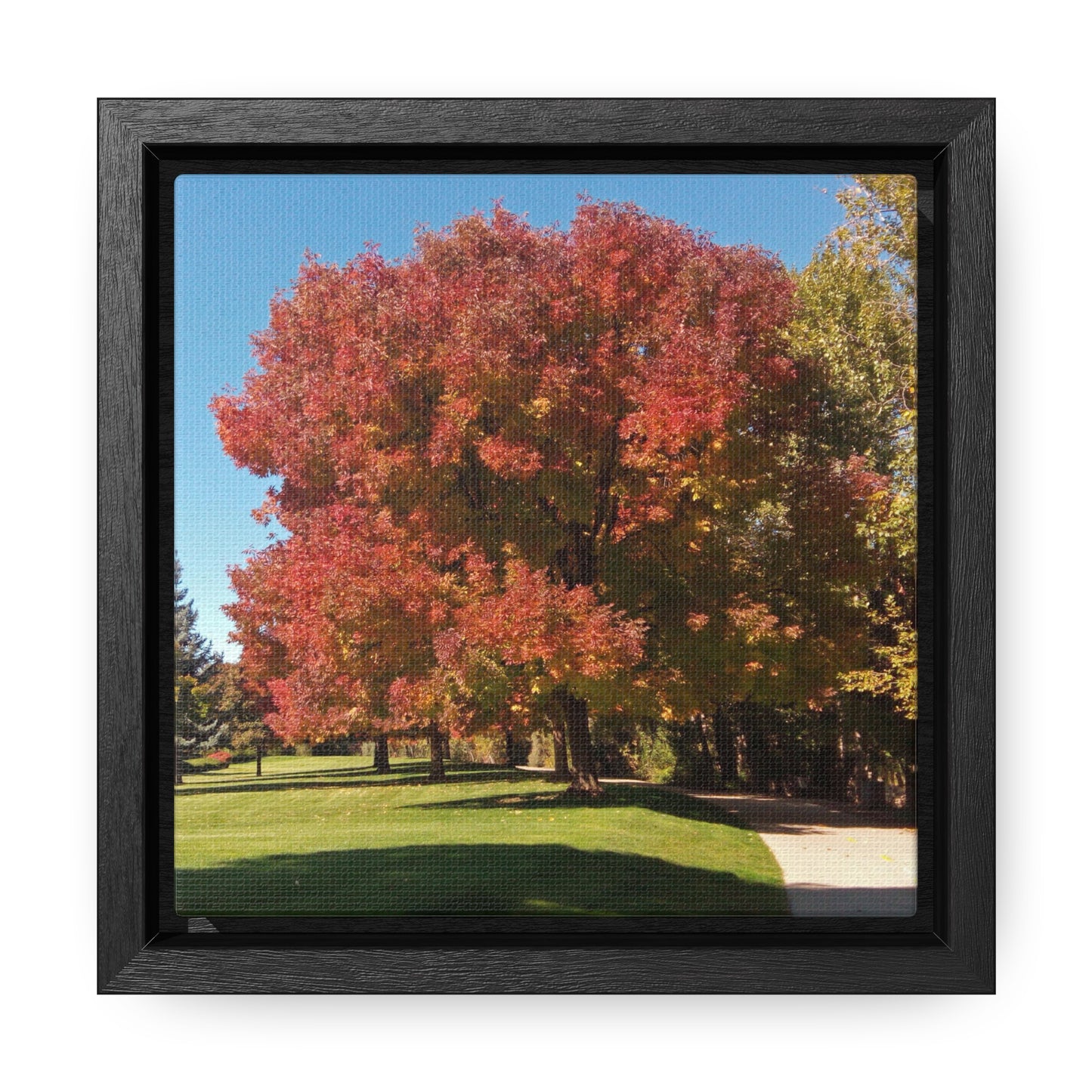 Autumn Tree Early Fall Gallery Canvas Wraps, Square Framed