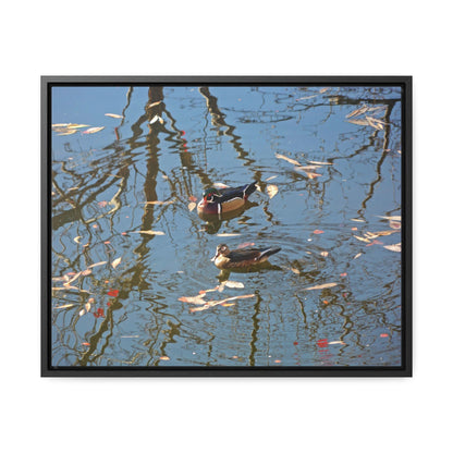 Wood Duck Couple Gallery Canvas Wraps Framed