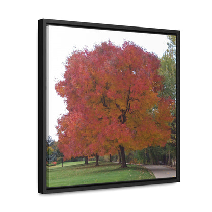 Autumn Tree Mid Fall Gallery Canvas Wrap Square Framed