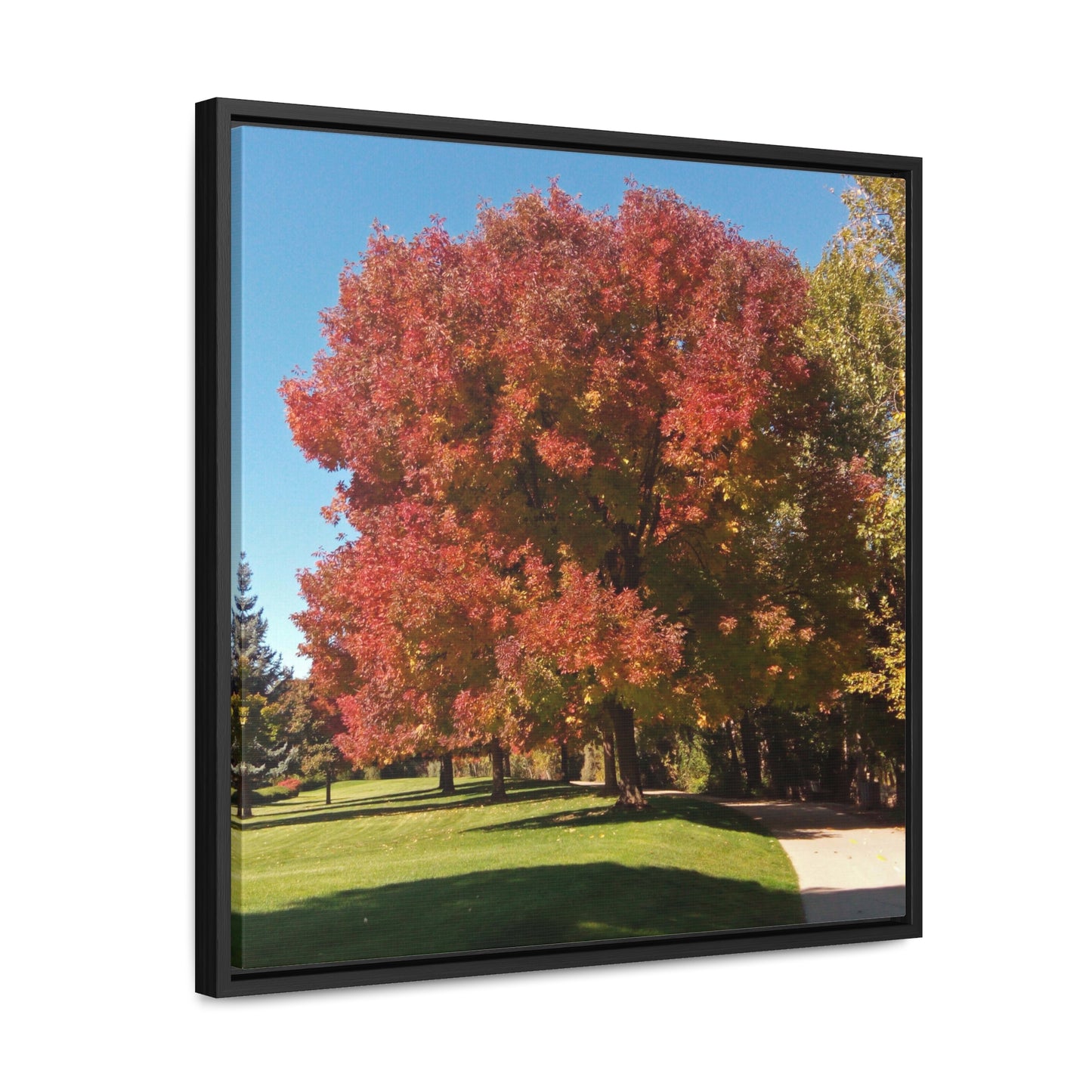 Autumn Tree Early Fall Gallery Canvas Wraps, Square Framed