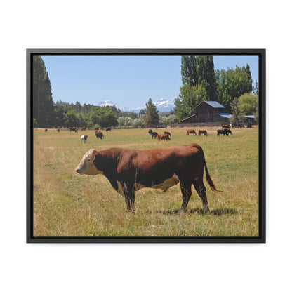 King Of The Pasture Gallery Canvas Wraps Framed