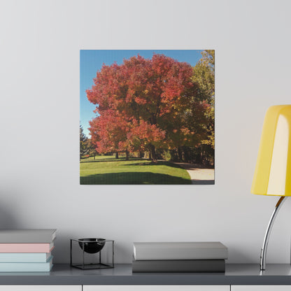 Autumn Tree Early Fall Matte Canvas