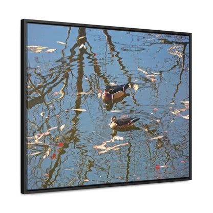 Wood Duck Couple Gallery Canvas Wraps Framed