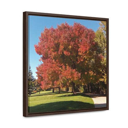 Autumn Tree Early Fall Gallery Canvas Wraps, Square Framed