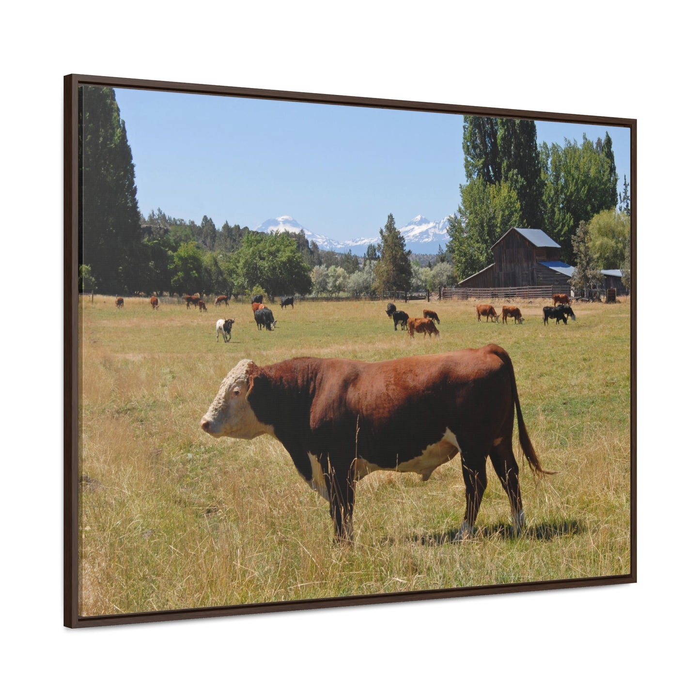 King Of The Pasture Gallery Canvas Wraps Framed