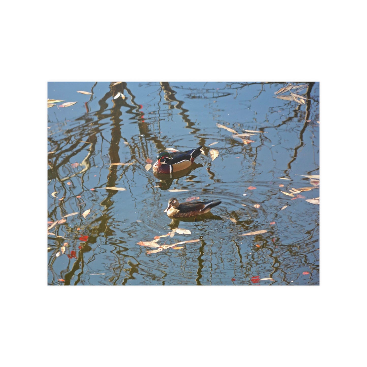 Wood Duck Couple Satin Posters