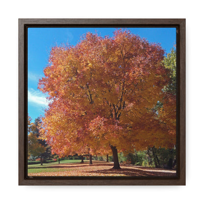 Autumn Tree Late Fall Gallery Canvas Wraps Square Framed