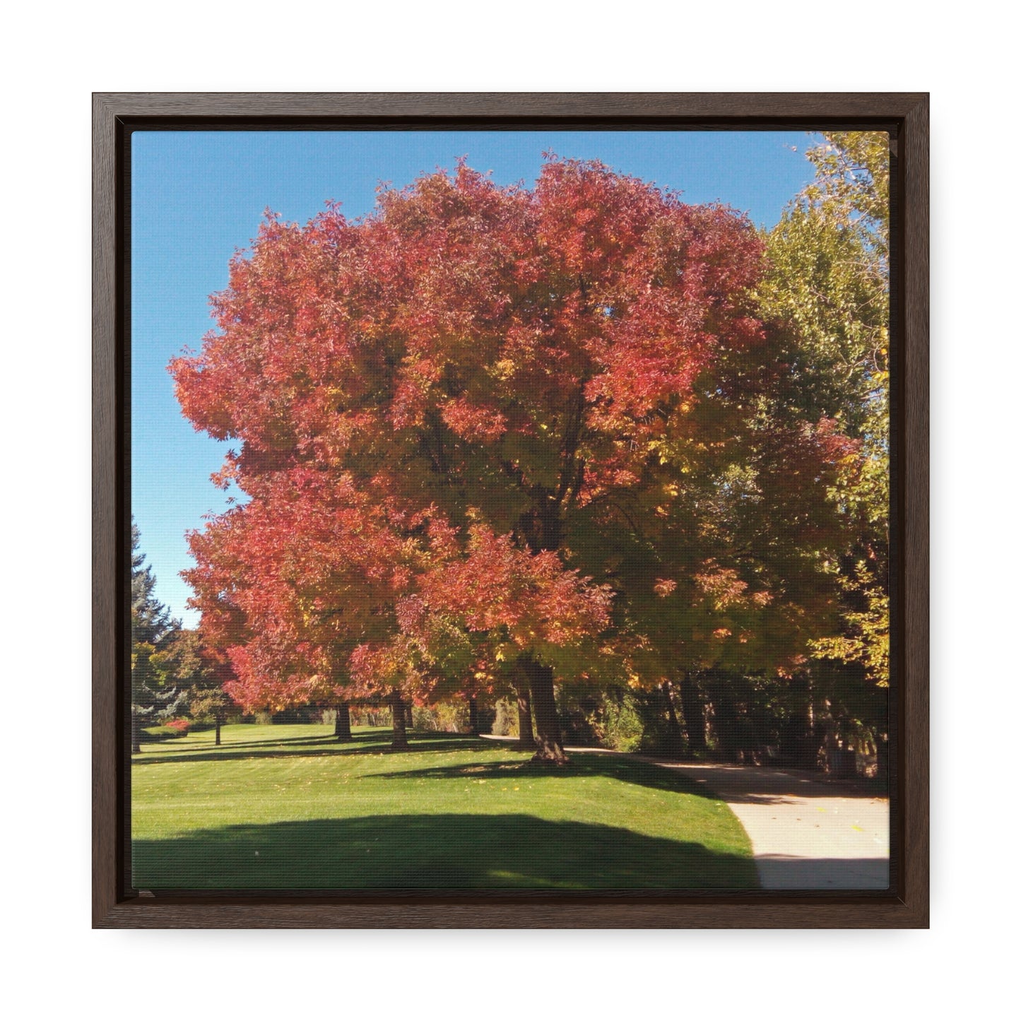 Autumn Tree Early Fall Gallery Canvas Wraps, Square Framed