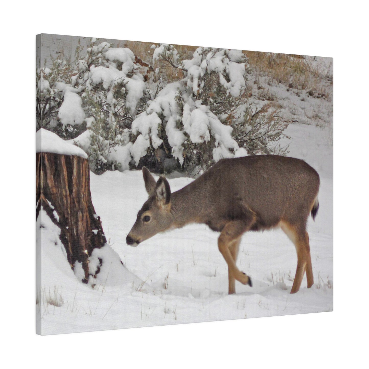 Winter Deer Matte Canvas