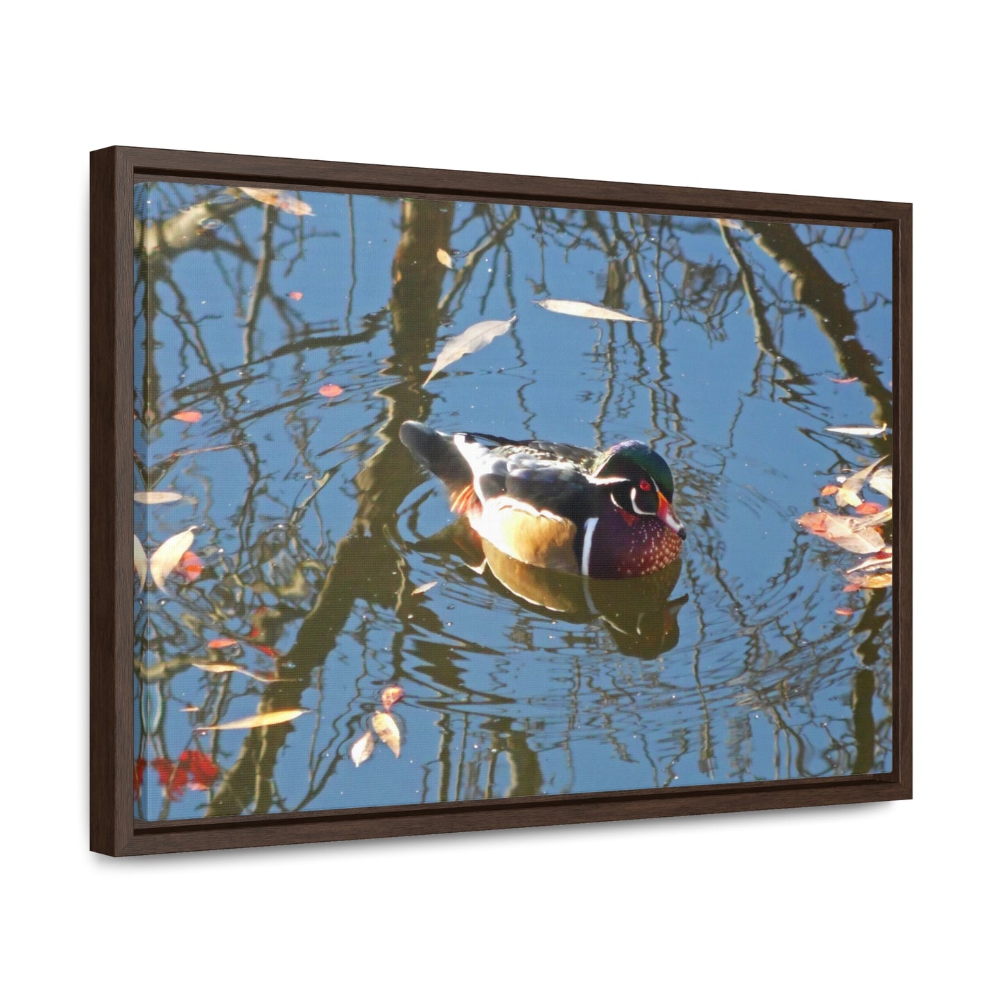Reflections Wood Duck Gallery Canvas Wraps Framed