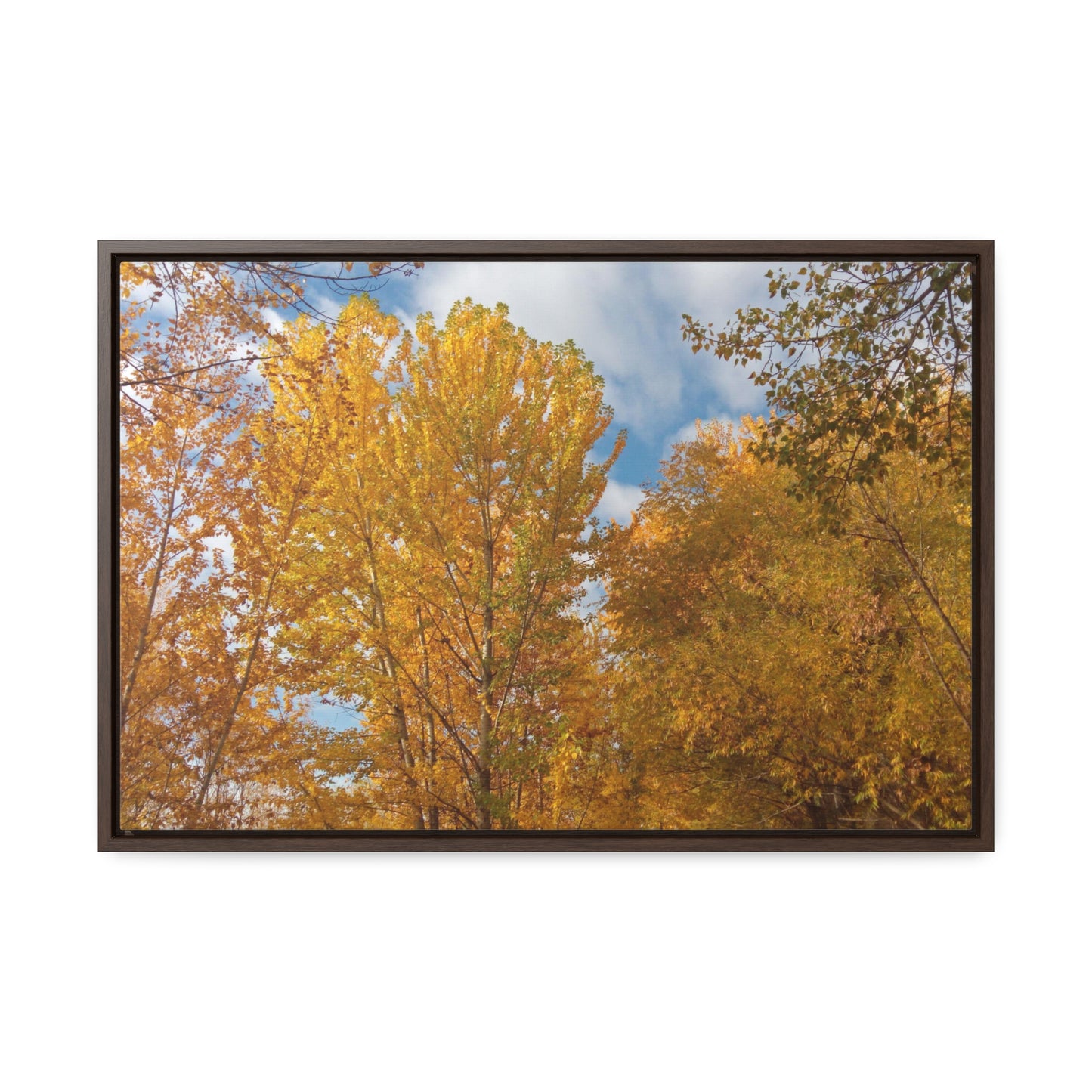 Autumn Gold Gallery Canvas Wraps Framed