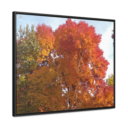 Autumn Radiance Gallery Canvas Wraps Framed