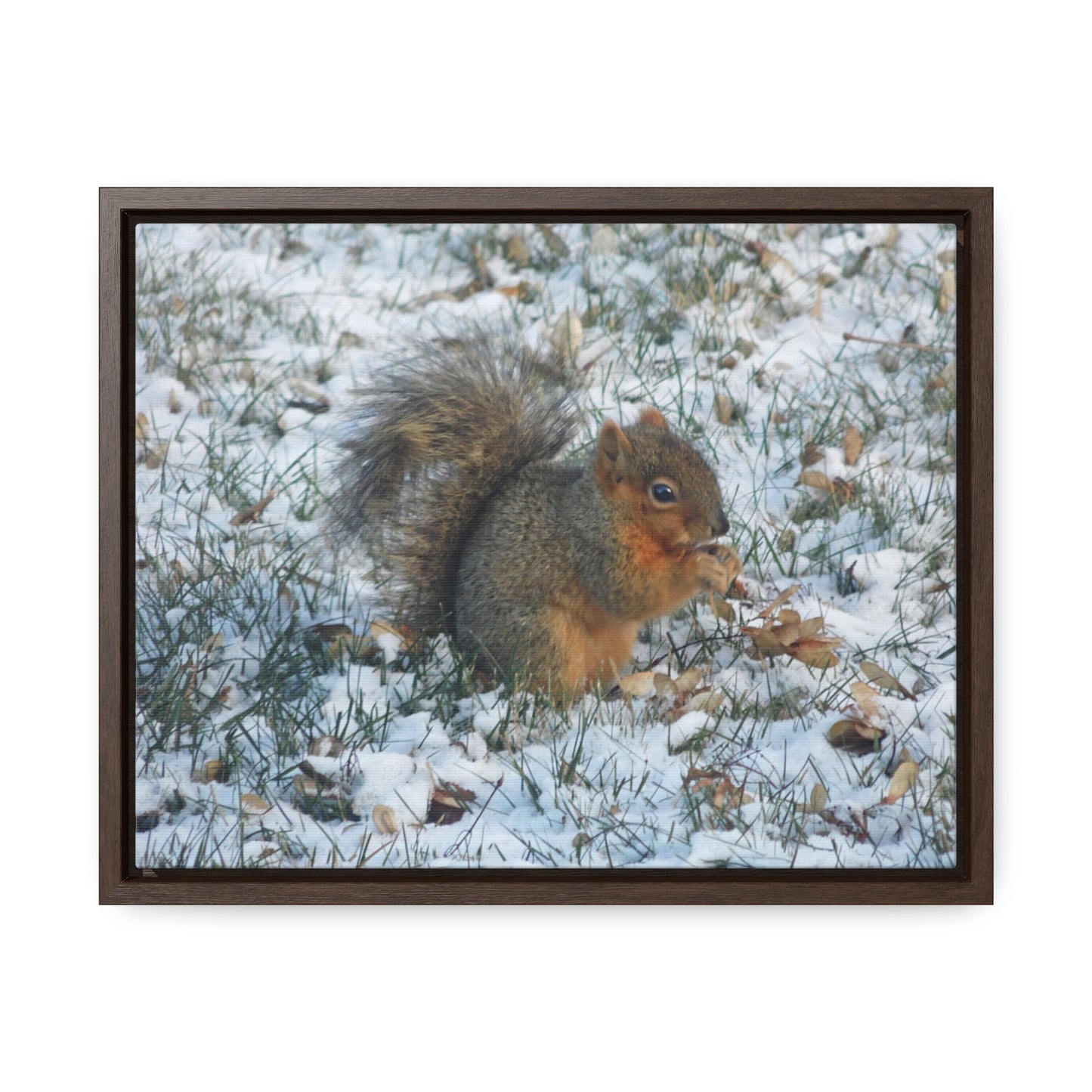 Winter Squirrel Gallery Canvas Wraps Framed