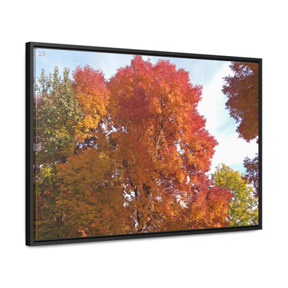 Autumn Radiance Gallery Canvas Wraps Framed