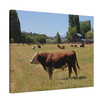 King Of The Pasture Matte Canvas