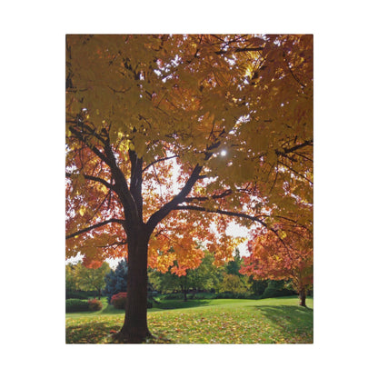 Autumn Canopy Matte Canvas