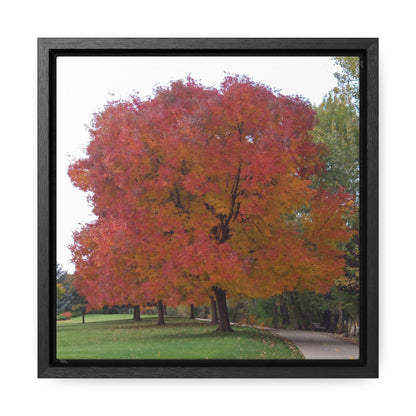 Autumn Tree Mid Fall Gallery Canvas Wrap Square Framed