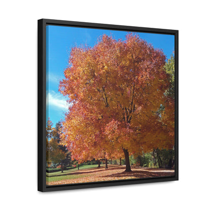 Autumn Tree Late Fall Gallery Canvas Wraps Square Framed