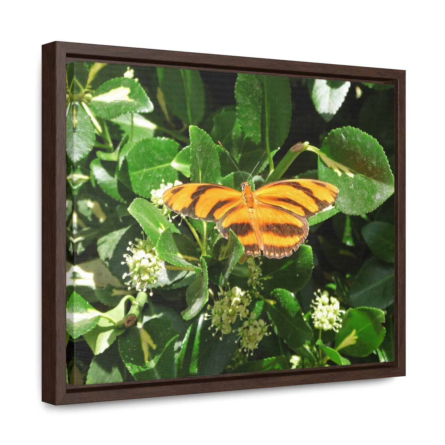 Golden Butterfly Gallery Canvas Wraps Framed